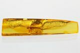 Fossil Brown Lacewing (Hemerobiidae) In Baltic Amber #372479-1